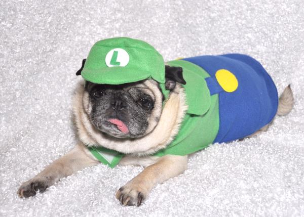 /images/uploads/pug nation rescue of los angeles/2018pugnation/entries/6062thumb.jpg